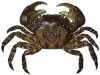 A Japanese shore crab